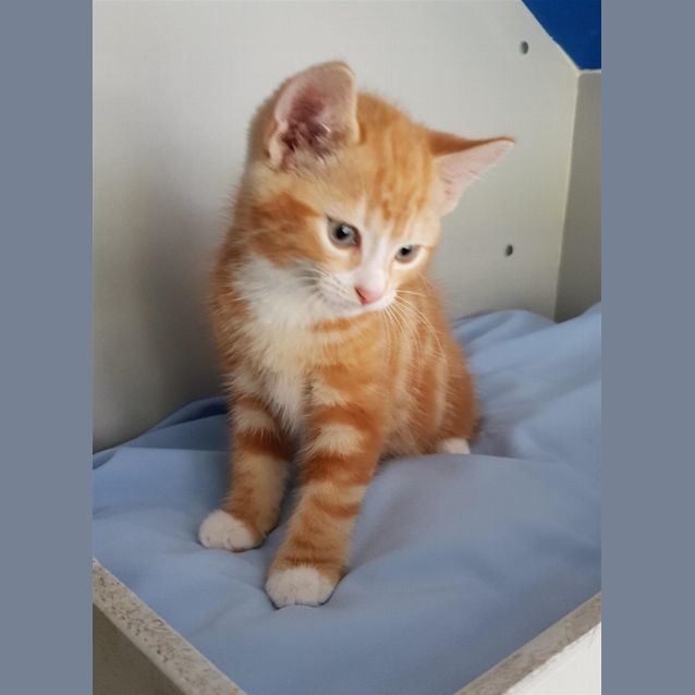 Photo of Mellow