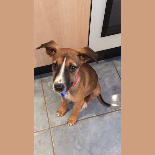 Photo of Ziggy ~ Bull Arab X Puppy (On Trial 9/5/2018)