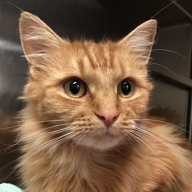Photo of Garfield