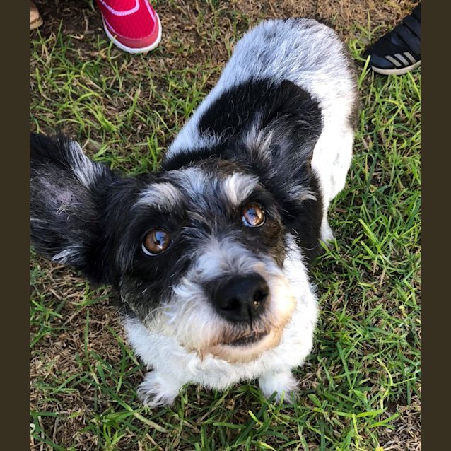 Photo of Gina **Adopted**