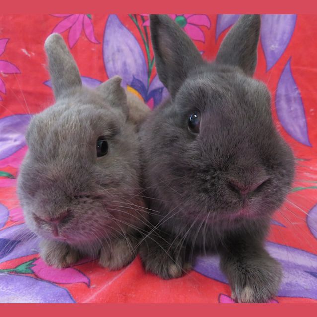 Photo of Terror & Murphy (Vib)