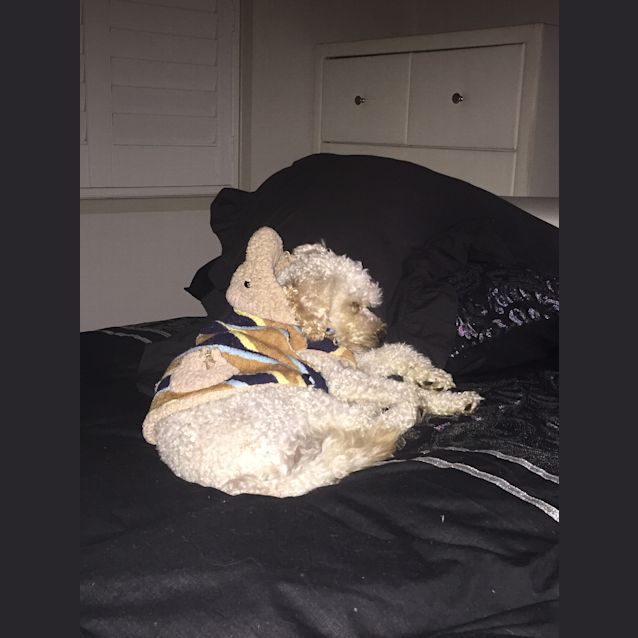 Photo of Ziggy
