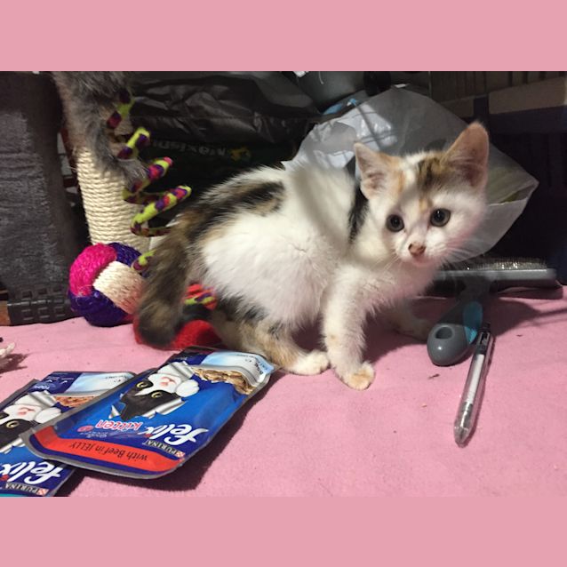 Photo of Pumpkin