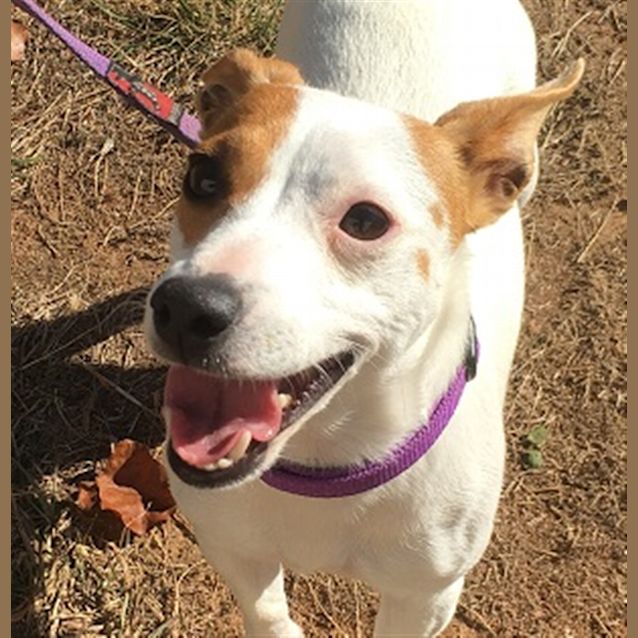 Photo of Biscuit