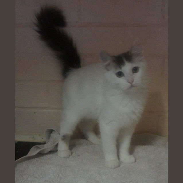 Photo of Cuckoo