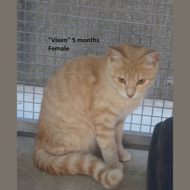 Photo of Vixen