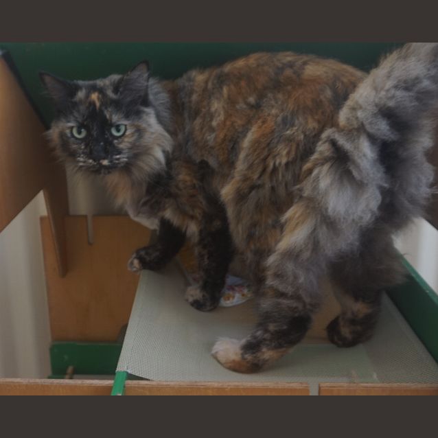 Photo of Pheobe