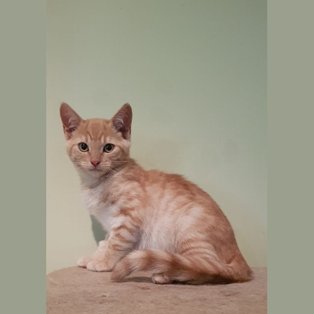 Photo of Herbie