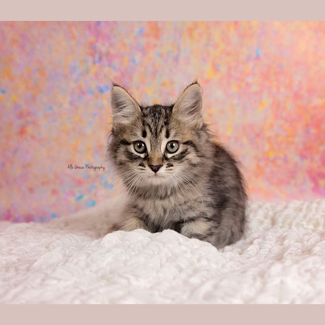 Photo of Neve