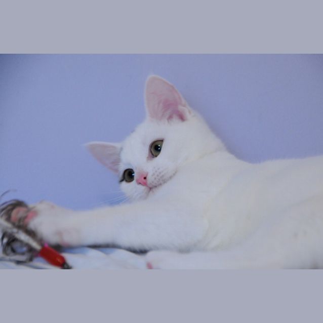 Photo of Copernicus The Super Confident Slinky Kitten!