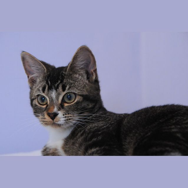 Photo of Hedy The Glamorous Ticked Tabby Kitten!
