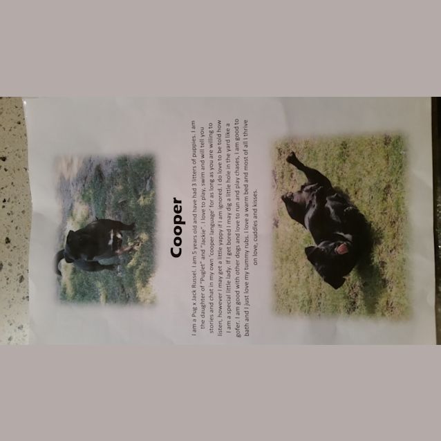 Photo of Cooper (Girl) I Call Her Chole