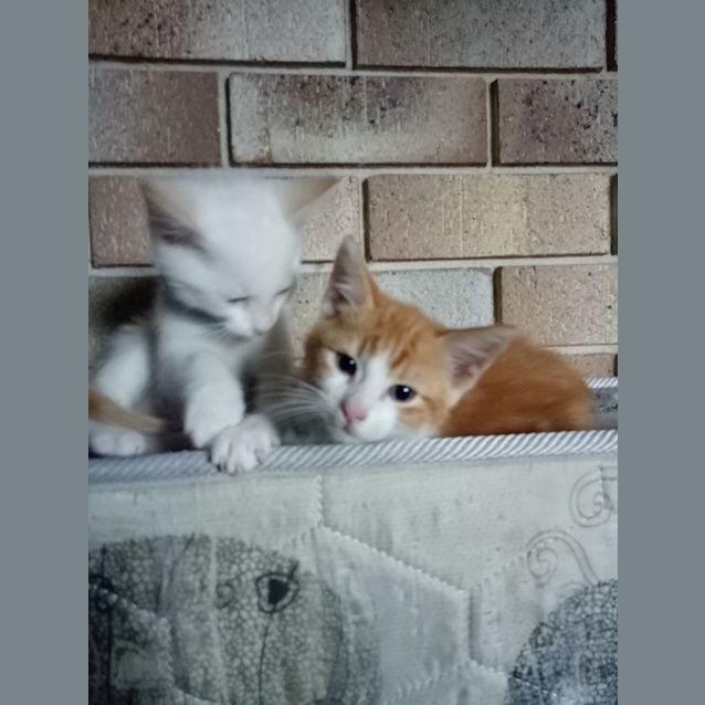Photo of Obi 