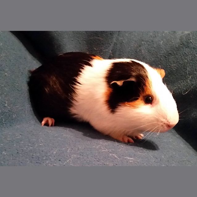 Photo of Rylan (Desexed)