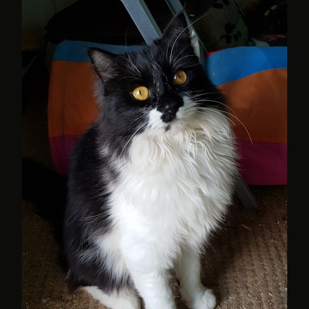 Photo of Izzy 
