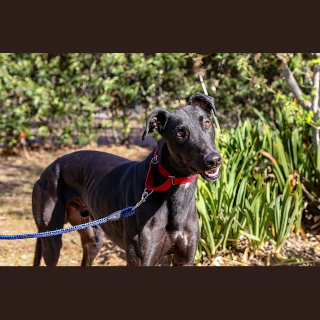Photo of Onyx (Adoption Pending)