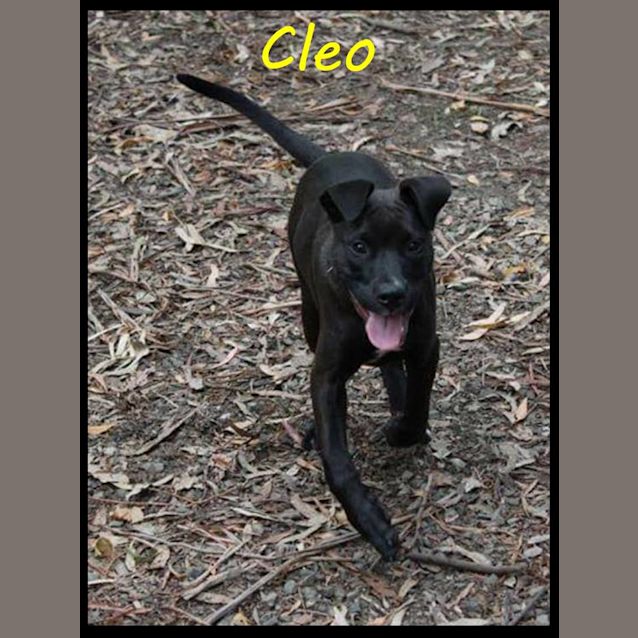 Photo of Cleo