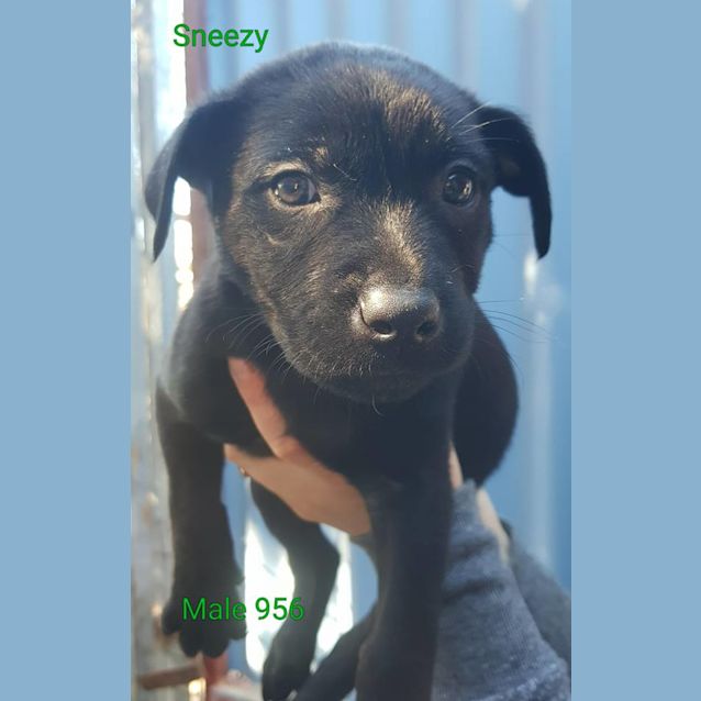 Photo of Sneezy