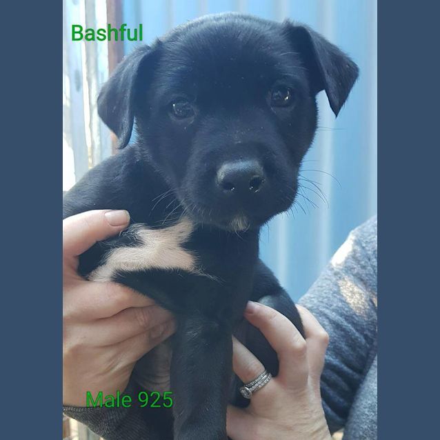 Photo of Bashful 