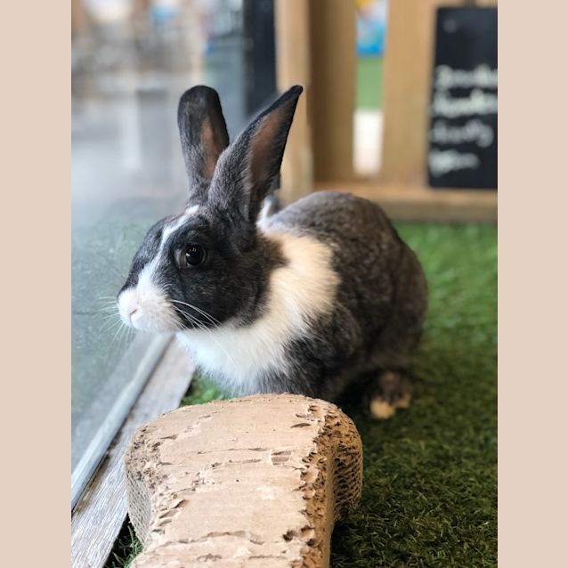 Photo of Poppy Socks