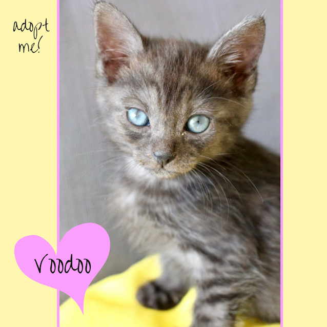 Photo of Voodoo ~ Kitten (On Trial 12 5 2018)
