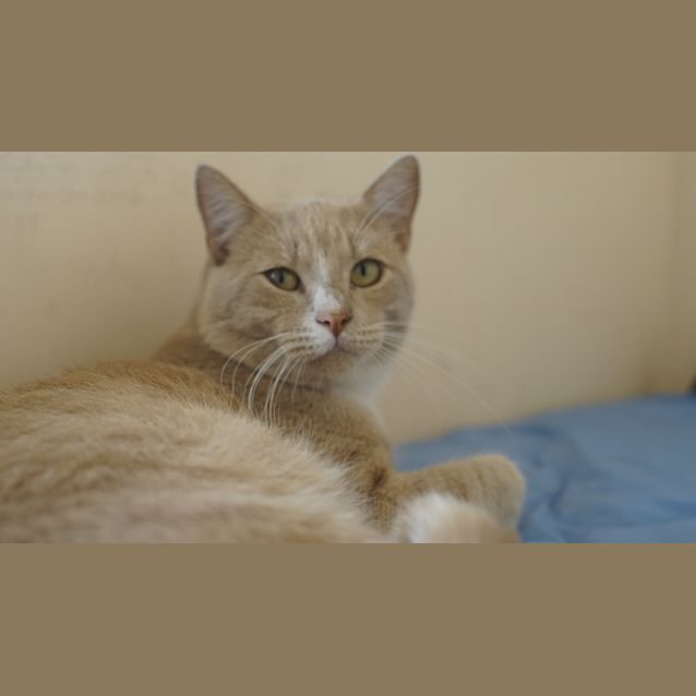 Photo of Kitty
