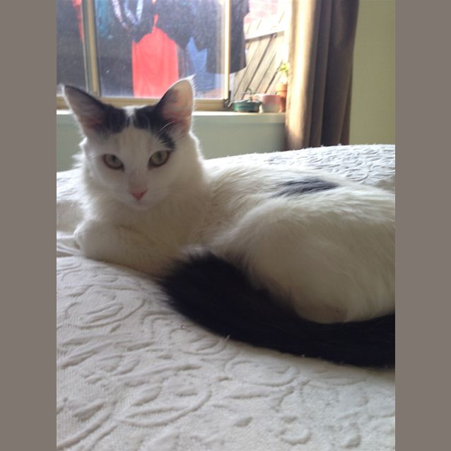Photo of Buttercup(now Bonnie)