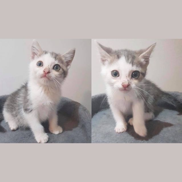 Photo of Sammie *Adopt Me*