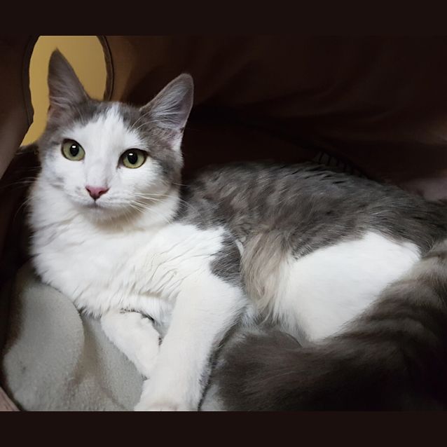 Photo of Polenta