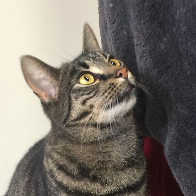 Photo of Opal    Meet Me At Cat Lounge   Neko Hq Preston 