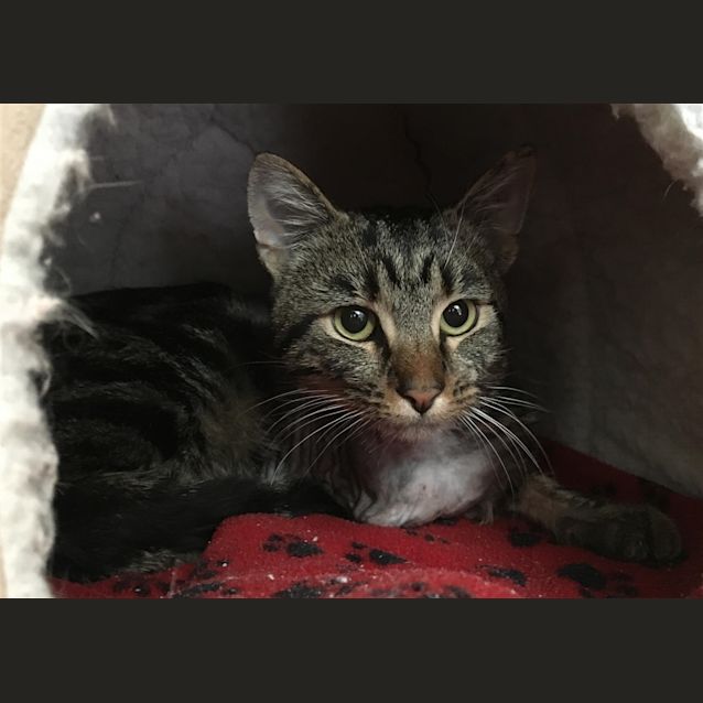 Photo of Meatloaf