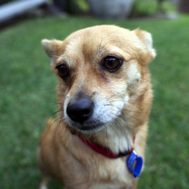 Photo of Jessie ~ Terrier X Corgi X Chi (On Trial 19/5/2018