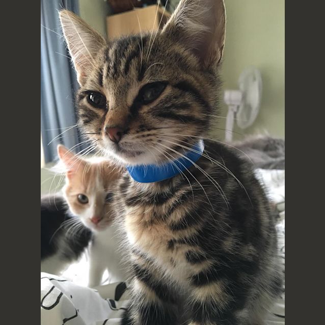 Photo of Trevor **2nd Chance Cat Rescue**