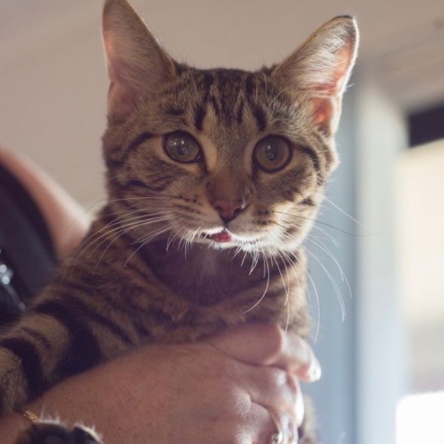 Photo of Tinkerbelle C3246 