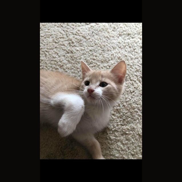 Photo of Chester