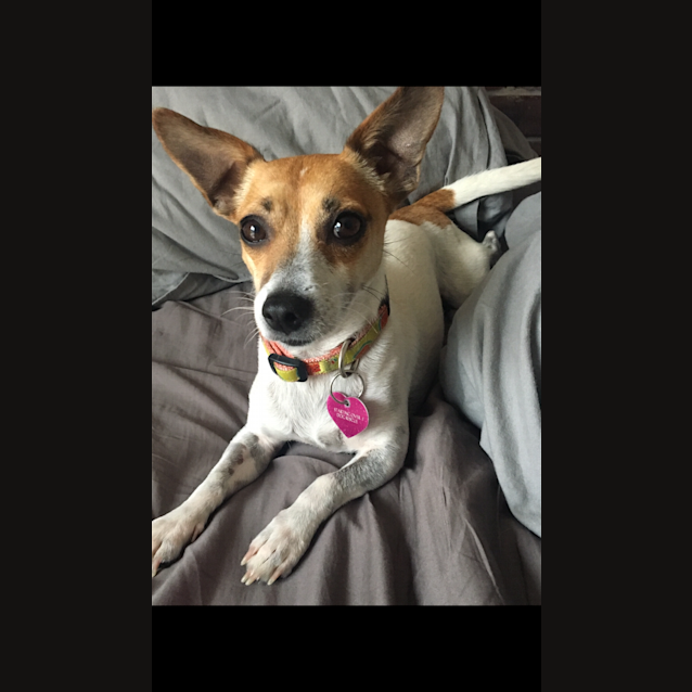 Photo of Dahlia