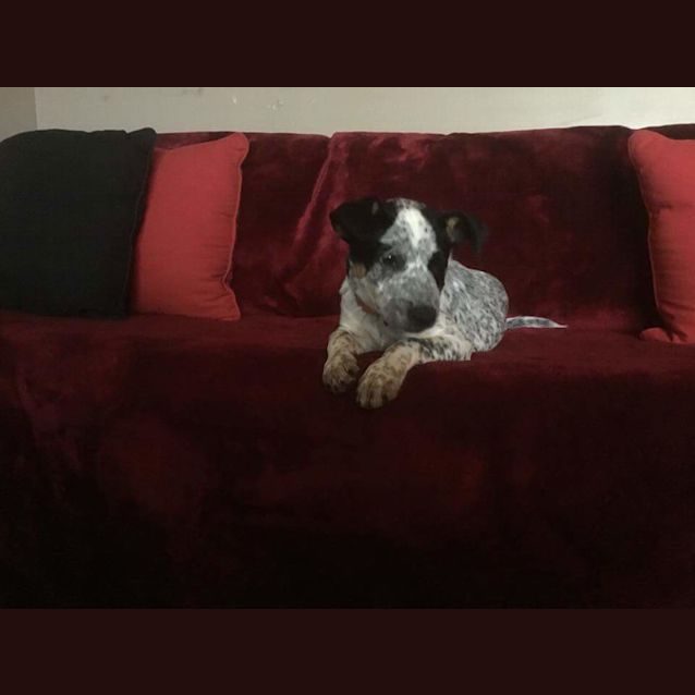 Photo of Tilly   Nd690 *Adoption Pending