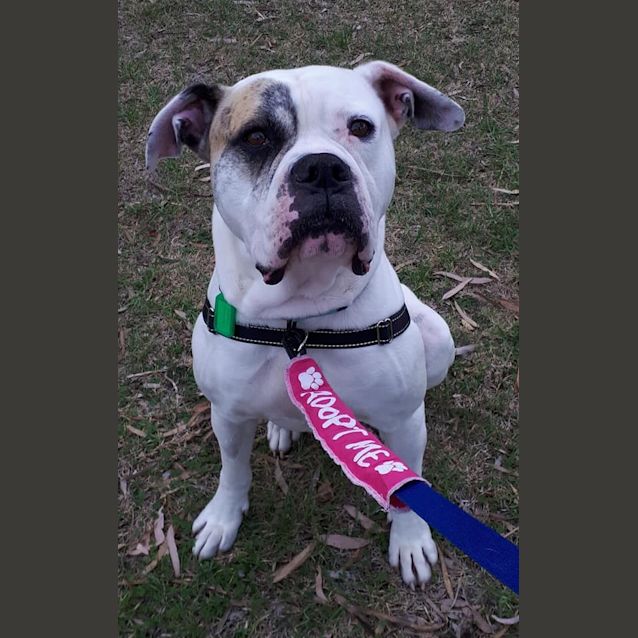 Photo of  Emmett **Adopted**