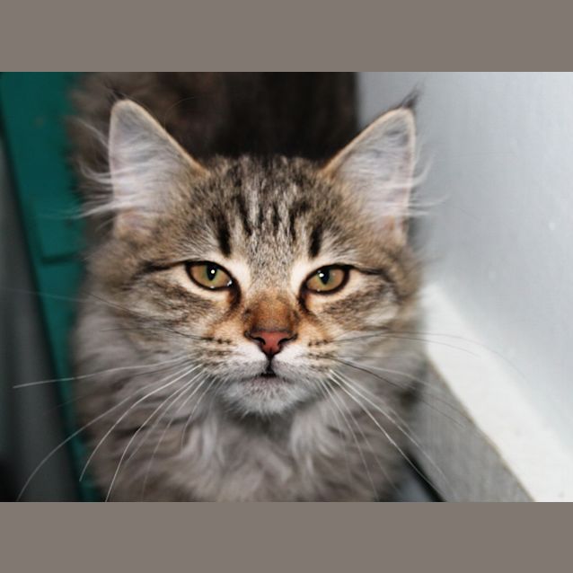 Photo of Samson