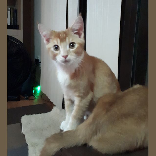 Photo of Ginger Spice