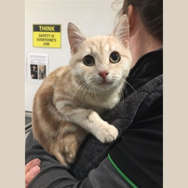 Photo of Cheeseburger(now Milo)