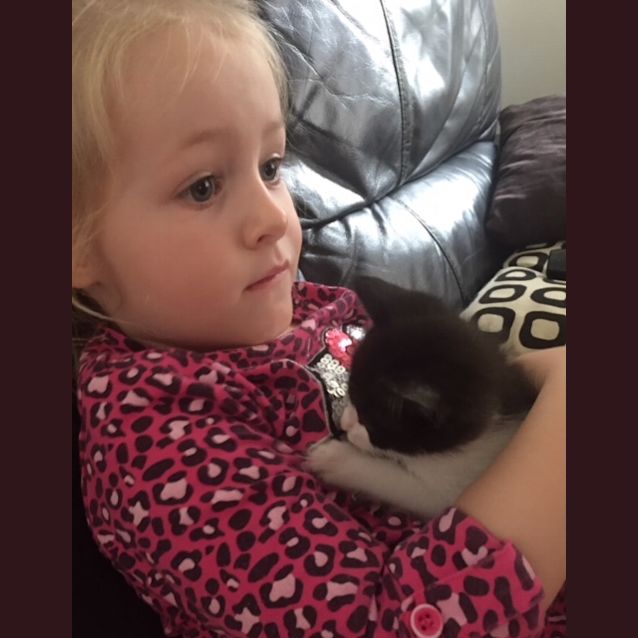 Photo of Kit Kat ~ Kitten (On Trial 19/7/2018)