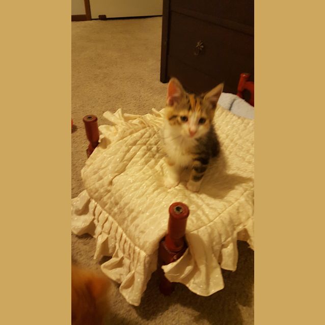 Photo of Juno ^^Dandy Cat Rescue^^