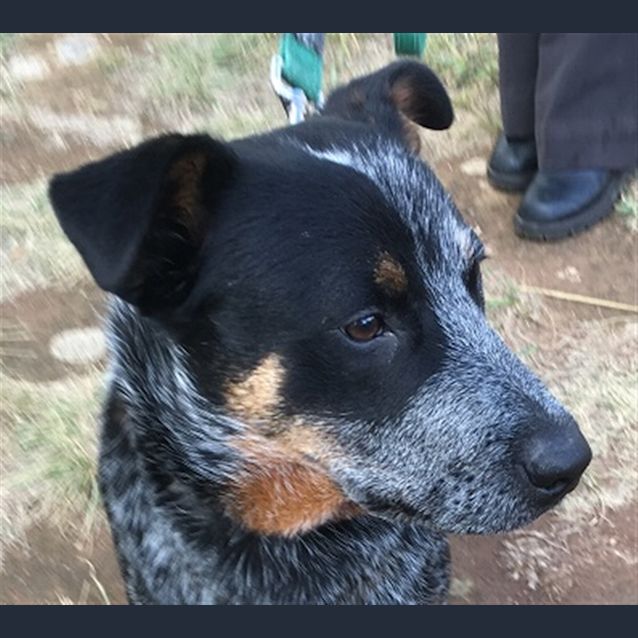 Photo of Elwood Blues