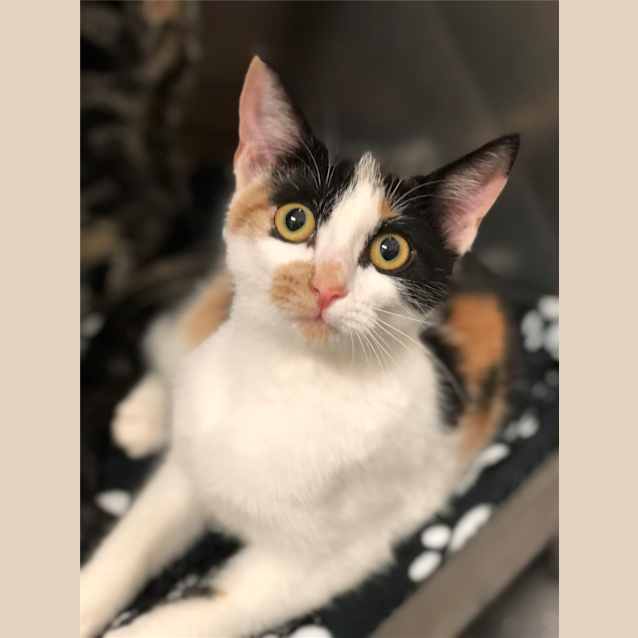 Photo of Fern