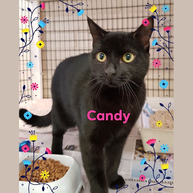 Photo of Candy (030418)