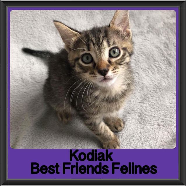 Photo of Kodiak 