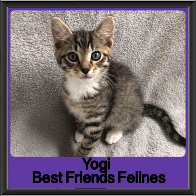 Photo of Yogi 