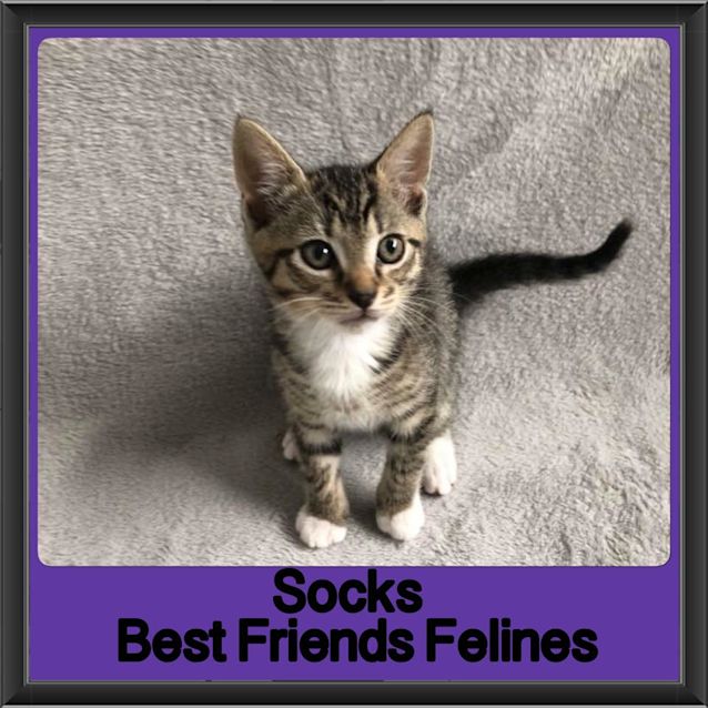 Photo of Socks 