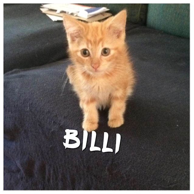 Photo of Billi